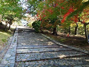 東大寺の猫段