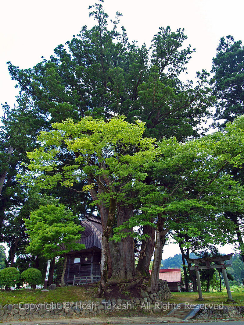 荻ノ島松尾神社の二本杉