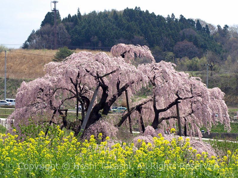 三春滝桜と菜の花