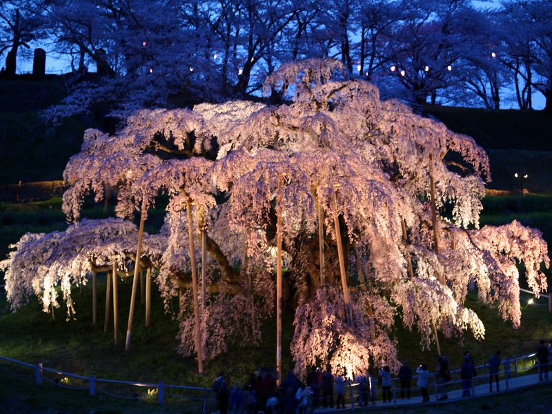 三春滝桜の夜桜ライトアップ