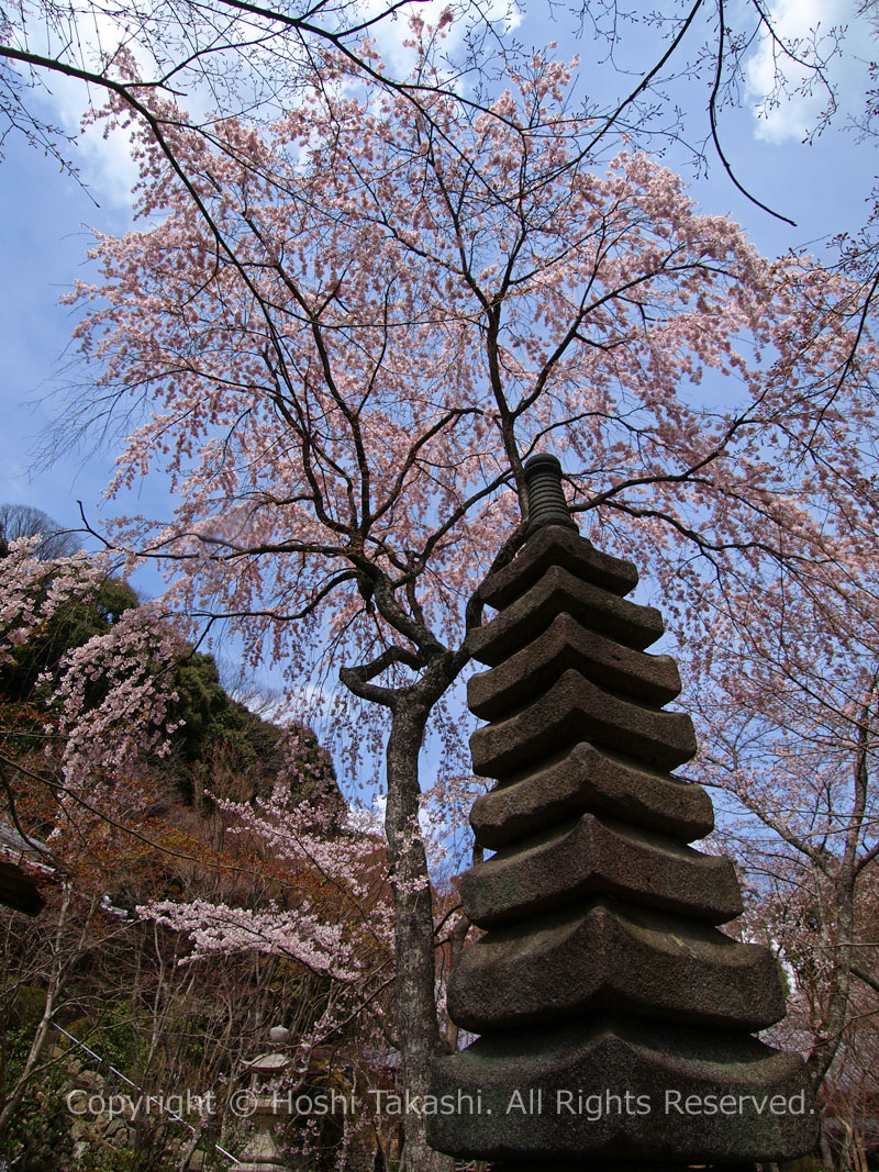 九重石塔と西行桜