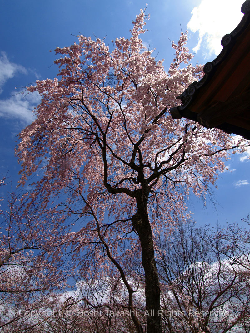 三代目の西行桜