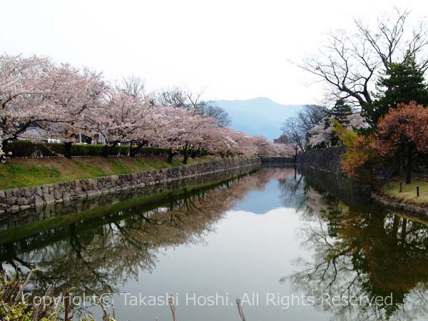 桜の名所の松本城