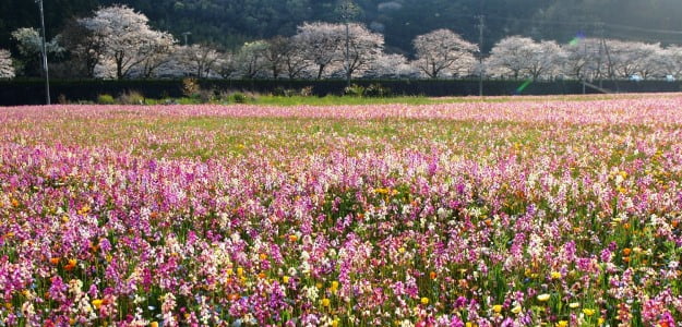 桜田温泉