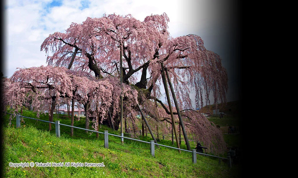 三春滝桜 --- 福島県観光ガイド『名勝・史跡☆百景』