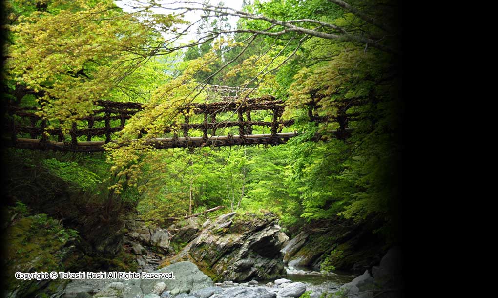 奥祖谷二重かずら橋