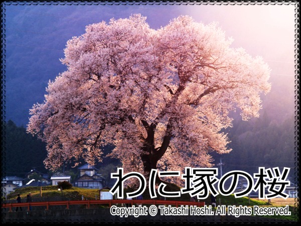 わに塚の桜