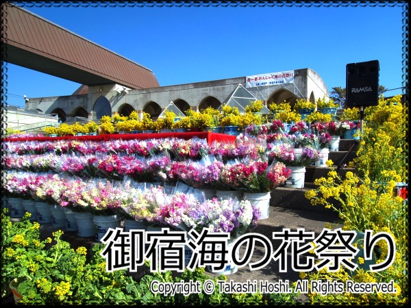 御宿海の花祭り