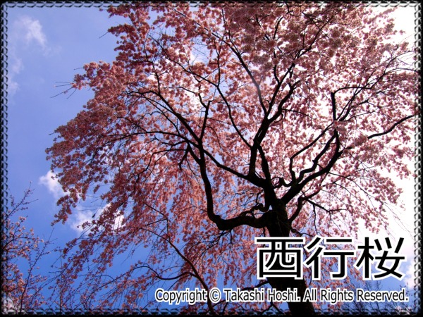 西行桜