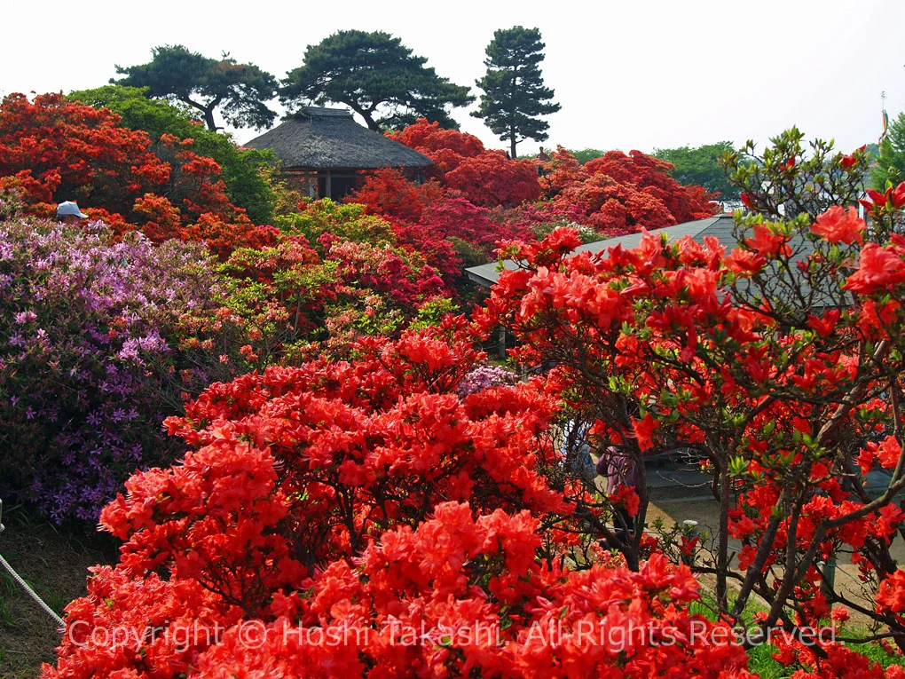 つつじが岡公園