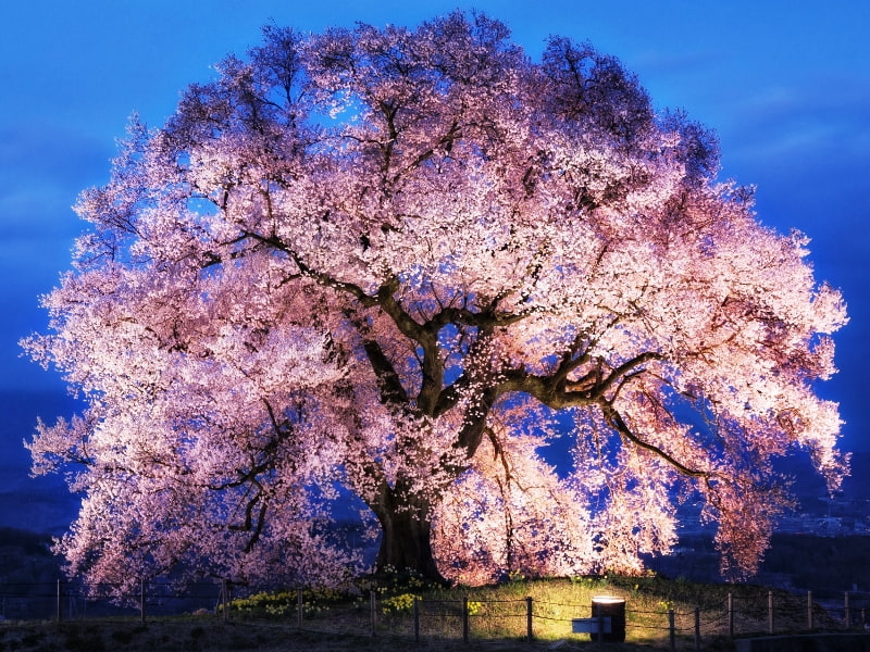 わに塚の桜のライトアップ