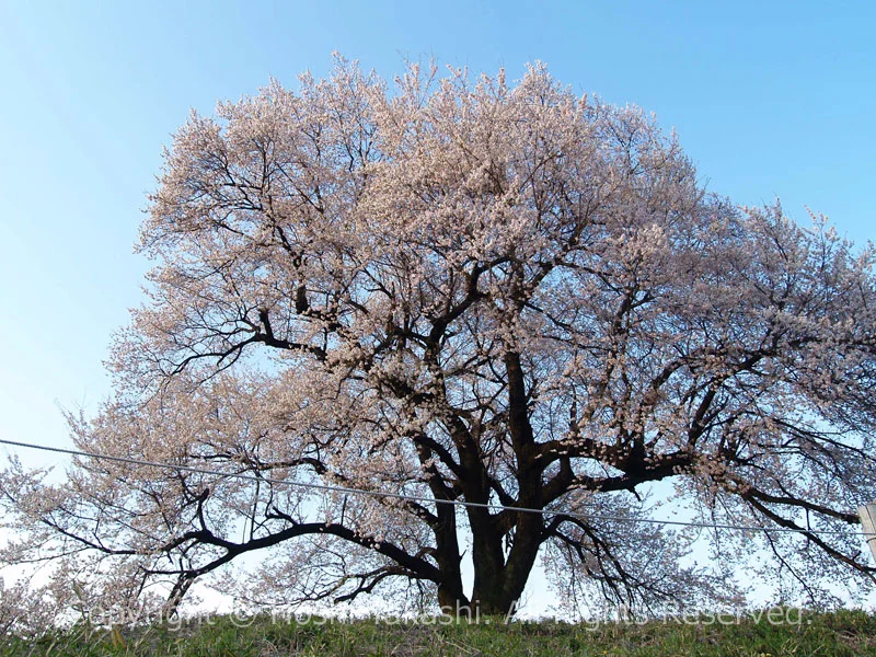 南西から見たわに塚の桜