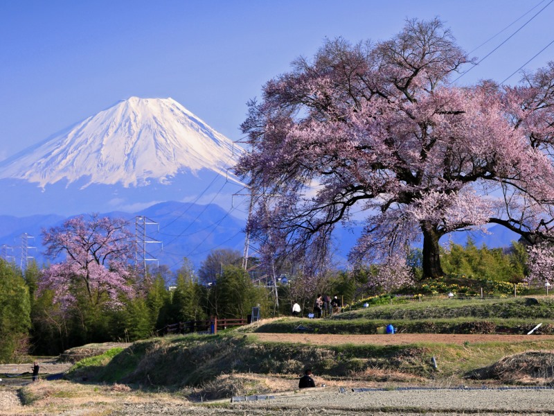 富士山とわに塚のサクラ