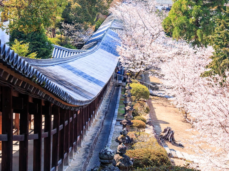 桜が咲く吉備津神社の廻廊