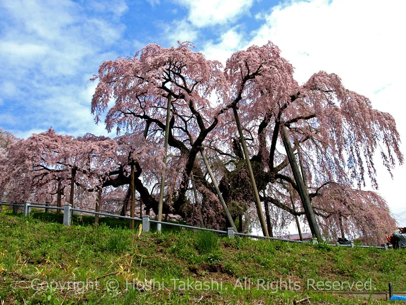 三春滝桜