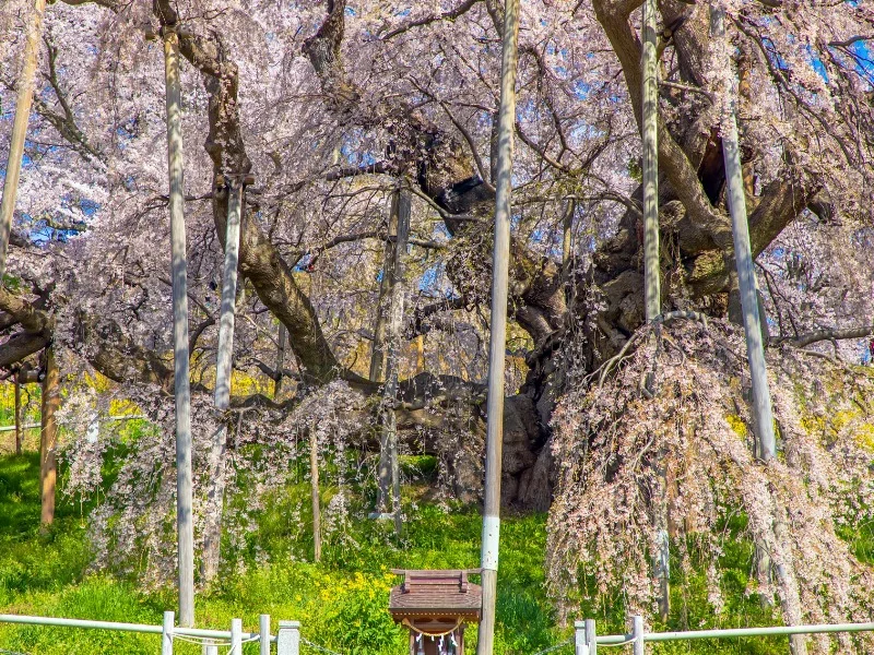 三春の滝桜