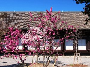 春は華やぐ三十三間堂