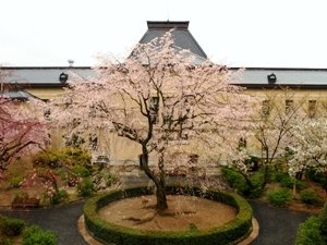 円山公園の初代枝垂れ桜の孫桜