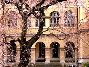 京都府庁旧本館の桜