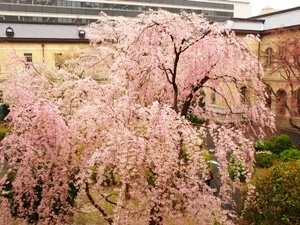 京都府庁旧本館でお花見