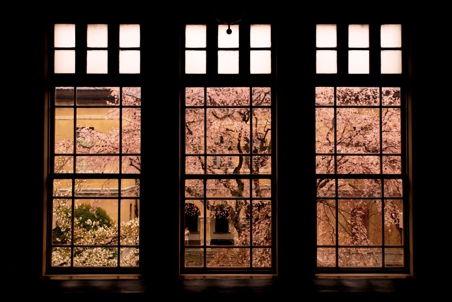 京都府庁旧本館の三連ガラス格子窓越しの枝垂れ桜