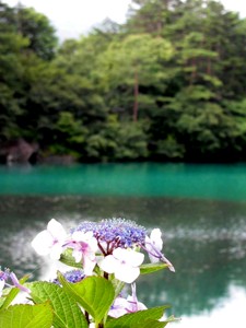 紫陽花と毘沙門沼