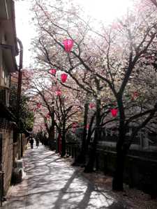 お花見しながら外湯めぐり