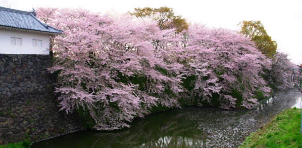 桜の名所