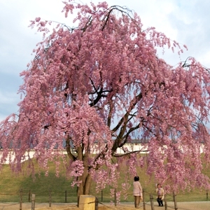 しだれ桜