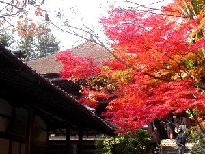 本堂前の紅葉