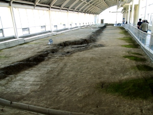 野島断層の地表部