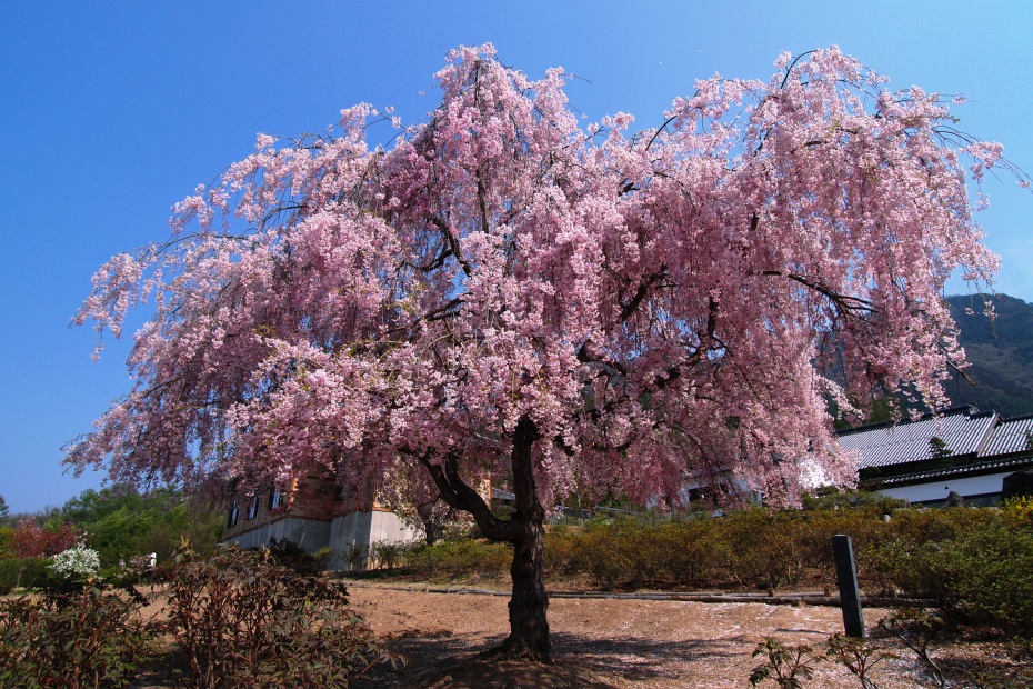 榮尚しだれ桜