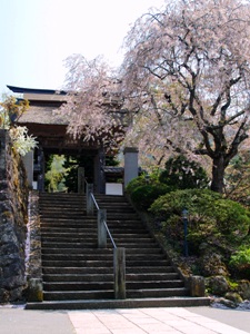 薬医門のしだれ桜