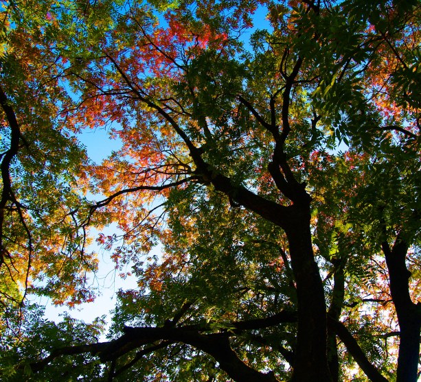 楷の木の紅葉