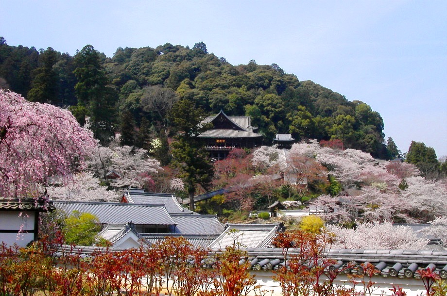 お花見シーズンの長谷寺全景