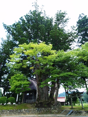 松尾神社の二本杉