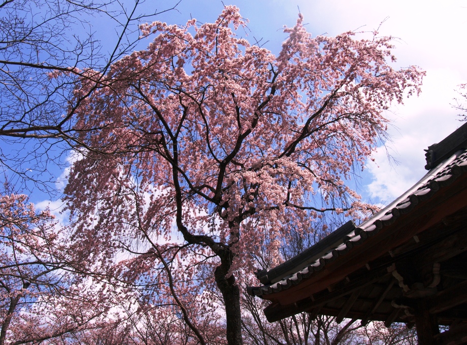 西行桜