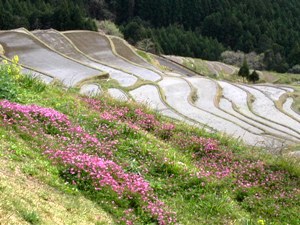 春の棚田の魅力