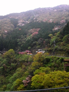 山桜がキレイ