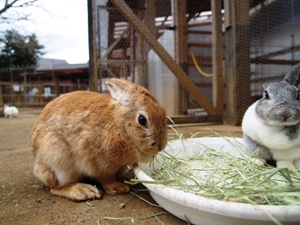 小動物園