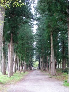 木立の参道