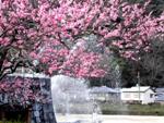吉香公園