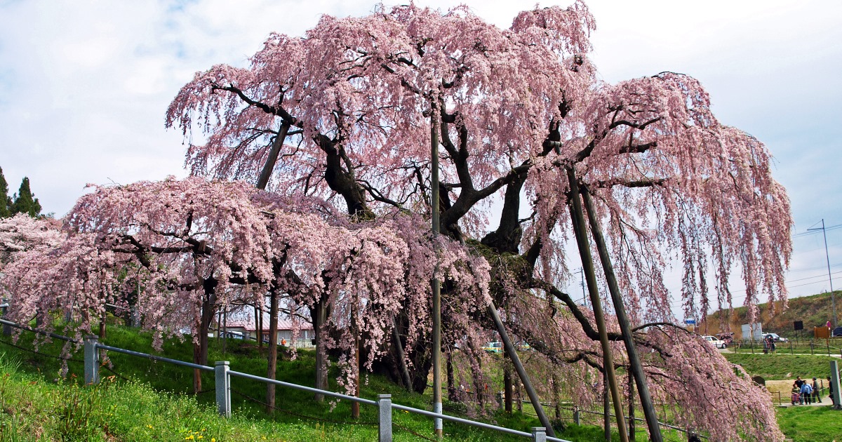 三春滝桜 --- 福島県観光ガイド『名勝・史跡☆百景』