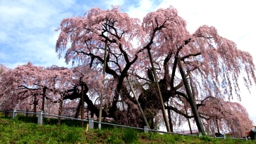 三春滝桜